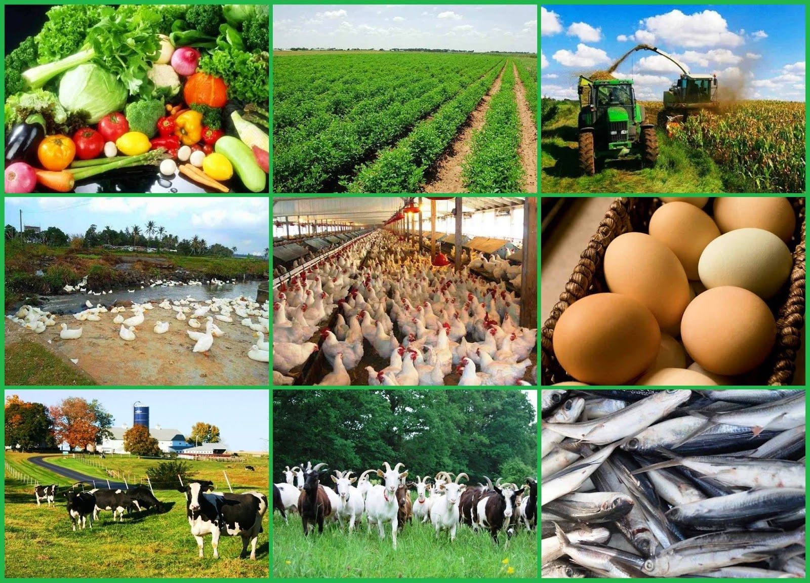 Agro Farming